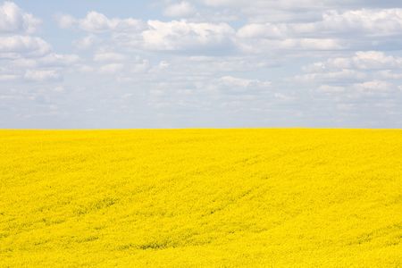 Rape fieldの写真素材