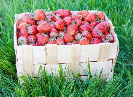 Strawberriesの写真素材