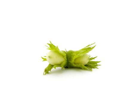 Green unripe hazelnutsの写真素材