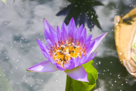 Water lilyの写真素材