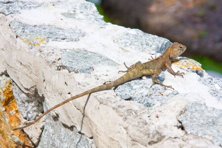 Lizardの写真素材
