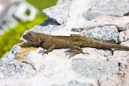 Lizardの写真素材