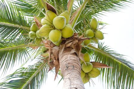 Coconut treeの写真素材
