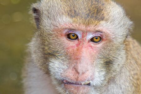 Macaque monkey
