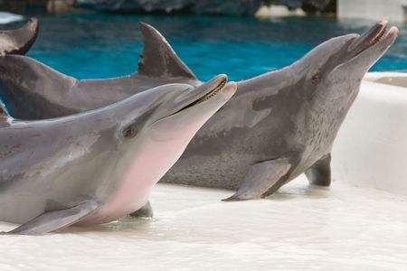 Dolphinの写真素材