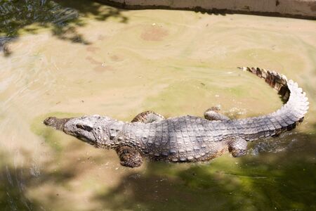 Crocodileの写真素材
