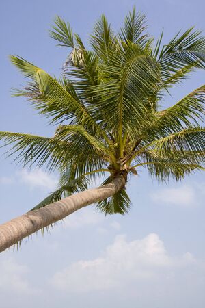Palm tree on the beach.Thailand .の写真素材