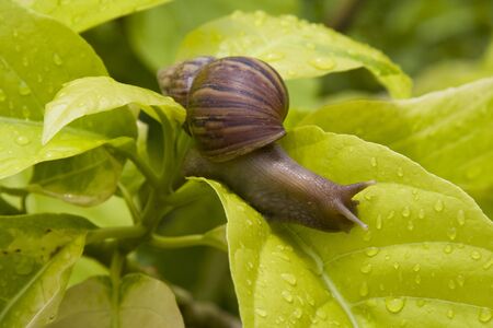 A close up of the snail on leaf の写真素材