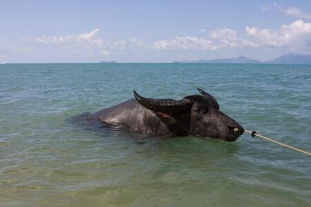 Buffalo bathing in the sea. の写真素材