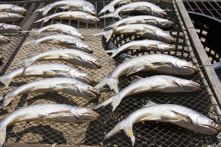 Dried fish on the market in Thailand