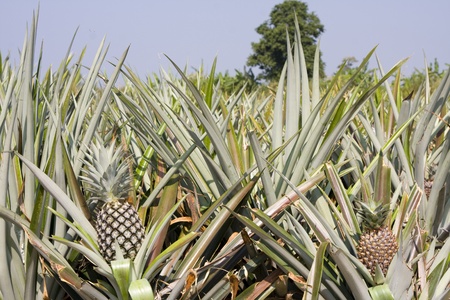 The farm of pineapple, tropical fruitの写真素材