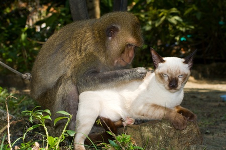 Monkey and cat の写真素材