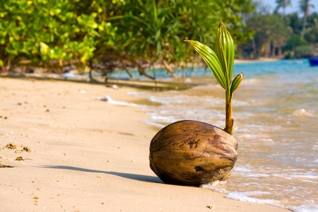 Coconut on the beach . Thailand .の写真素材