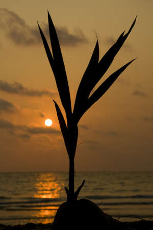 Sunset over the beach, Koh Kood , Thailand .の写真素材