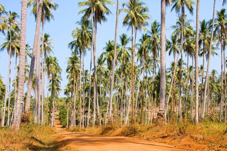 Ground road in jungle , Thailand .