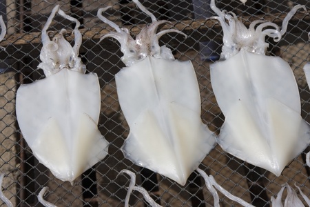 Squid drying in the sun . Thailand .の写真素材