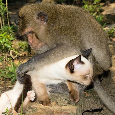 Monkey and catの写真素材