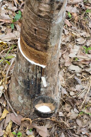 Rubber tree milk , ( latex )の写真素材
