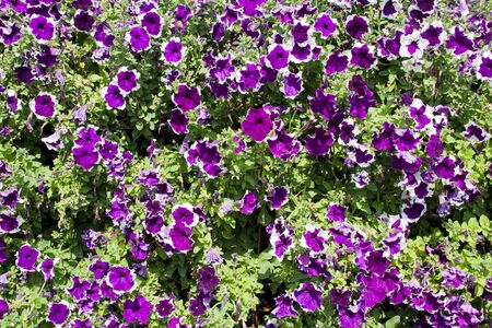 Petunia の写真素材