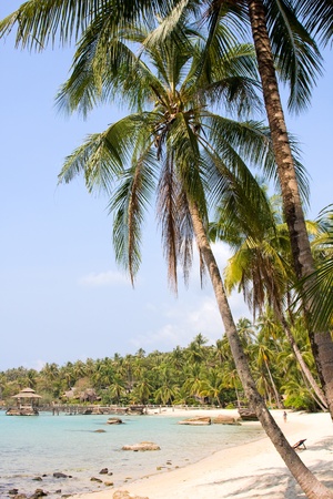 Tropical beach with palm trees under blue skyの写真素材
