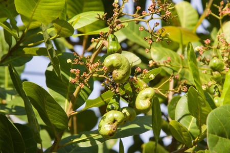 Cashew nuts growing on a tree. This extraordinary nut grows outside the fruit.の写真素材