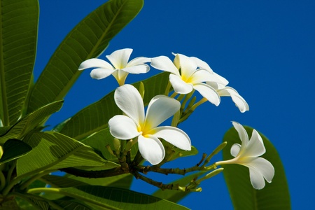 Branch of tropical flowers frangipani (plumeria)の写真素材