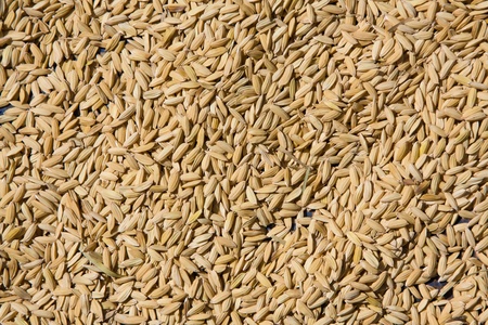 Rice seedsの写真素材