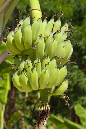 Bananas on a treeの写真素材