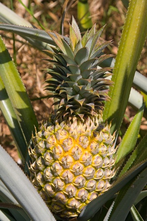 Pineapple plantの写真素材