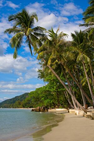 Palm trees and beachの写真素材
