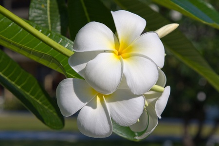 Branch of tropical flowers frangipani (plumeria)の写真素材