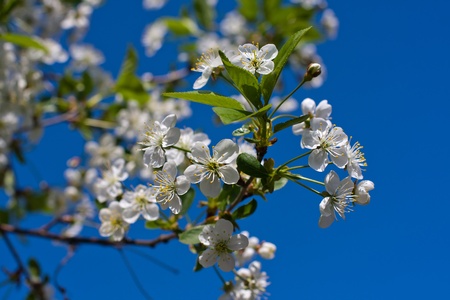 Branches of a blossoming cherry tree against the blue skyの写真素材