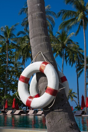 Lifebuoy hanging on a palm tree in Thailandの写真素材