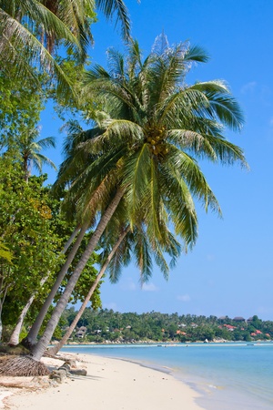 Beautiful tropical beach with coconut palm trees on the sandの写真素材