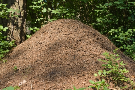 The big ant hill in a woodsの写真素材