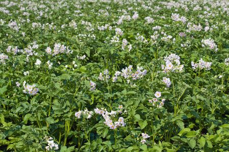 A background image of green potato  fieldの写真素材