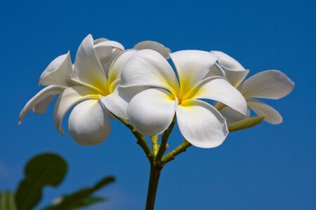 White frangipani flower at full bloom during summer (plumeria)の写真素材