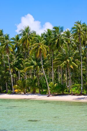 Tropical beach with exotic trees on the sand. Luxury destination.の写真素材