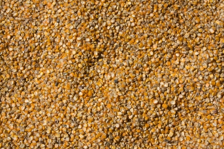 Grains of maize backgroundの写真素材