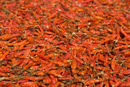 Red hot peppers background from north area in thailandの写真素材