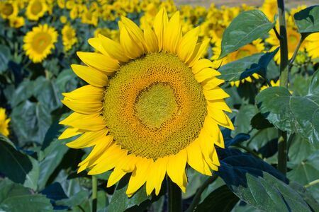 A field of sunflowers, in the south of Ukraineの写真素材