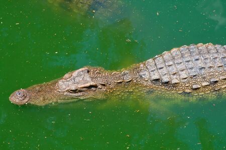 Crocodileの写真素材