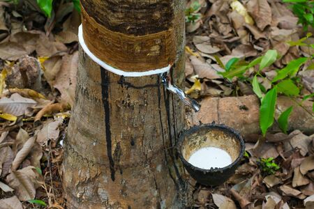 Rubber treeの写真素材