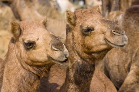 Camel at the Pushkar Fair ( Pushkar Camel Mela ) Rajasthan, Indiaの写真素材
