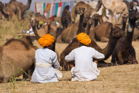 PUSHKAR, INDIA - NOVEMBER 21: Pushkar Camel Mela (Pushkar Camel Fair) on November 21, 2012 in Pushkar, Rajasthan, India. This fair is the largest camel trading fair in the world.のeditorial素材
