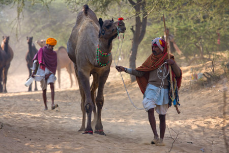 PUSHKAR, INDIA - NOVEMBER 23: Pushkar Camel Mela (Pushkar Camel Fair) on November 23, 2012 in Pushkar, Rajasthan, India. This fair is the largest camel trading fair in the world.のeditorial素材
