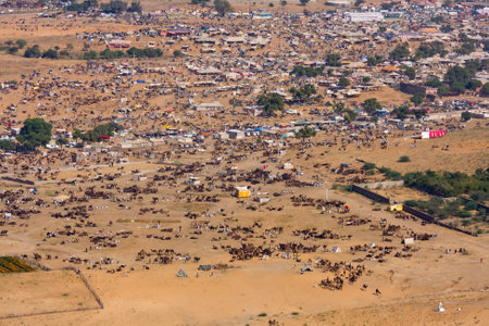 PUSHKAR, INDIA - NOVEMBER 24: Pushkar Camel Mela (Pushkar Camel Fair) on November 24, 2012 in Pushkar, Rajasthan, India. This fair is the largest camel trading fair in the world.のeditorial素材