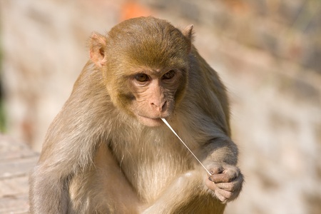 Monkey and chewing gum, Indiaの写真素材