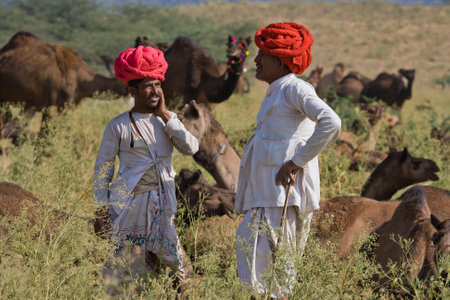 PUSHKAR, INDIA - NOVEMBER 18: Pushkar Camel Mela (Pushkar Camel Fair) on November 18, 2012 in Pushkar, Rajasthan, India. This fair is the largest camel trading fair in the world.のeditorial素材