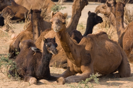 Camel at the Pushkar Fair ( Pushkar Camel Mela ) Rajasthan, Indiaの写真素材